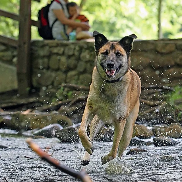 070513dogdayjw01 070513dogdayjw01