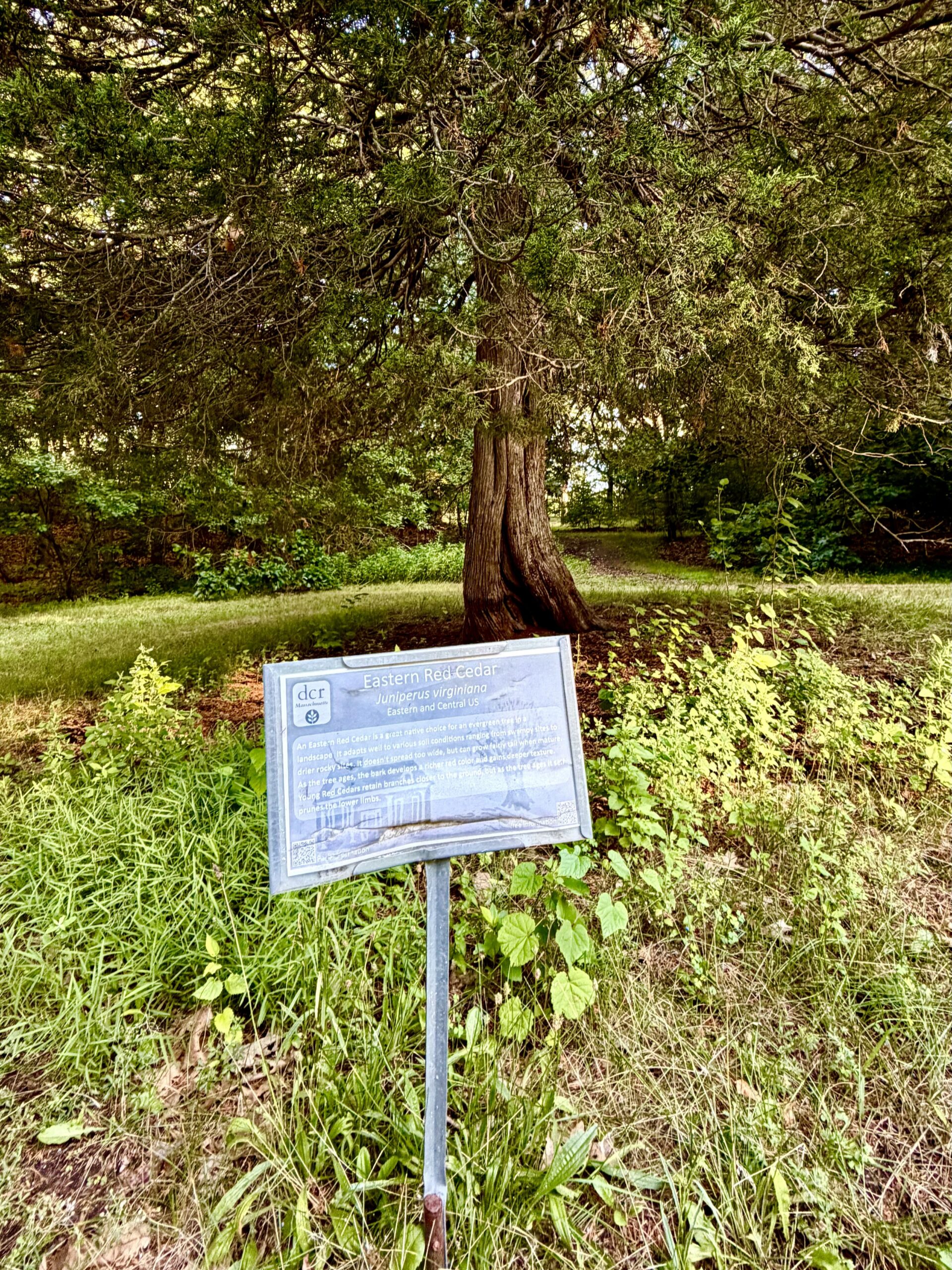 Img 2374 Copy