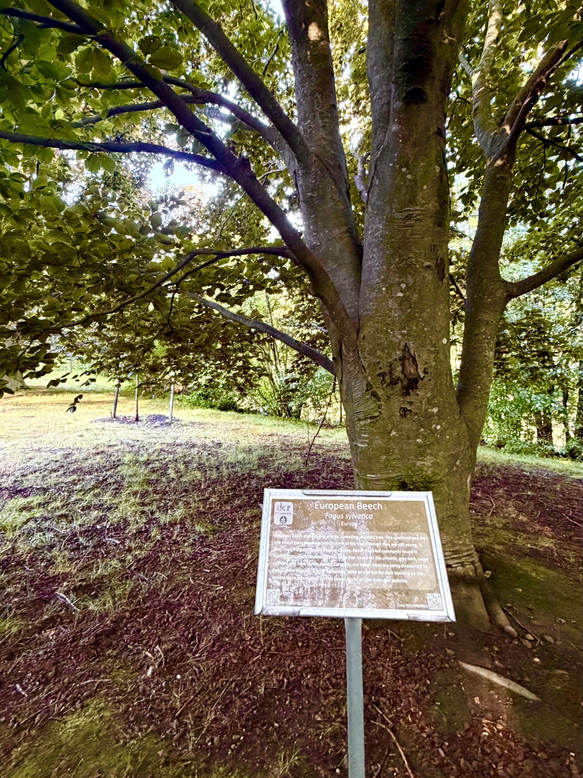 Img 2547 Copy