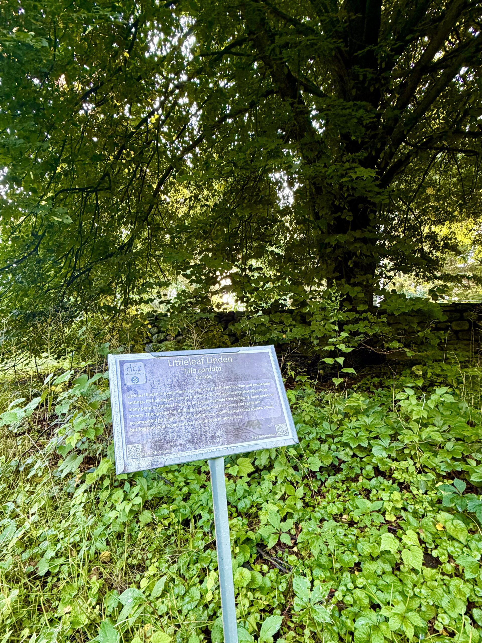 Img 2552 Copy